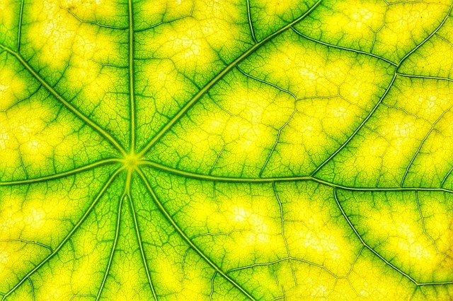 Bäume betreiben Fotosynthese und produzieren Sauerstoff Fotosynthese: Baum mit grünen Blättern