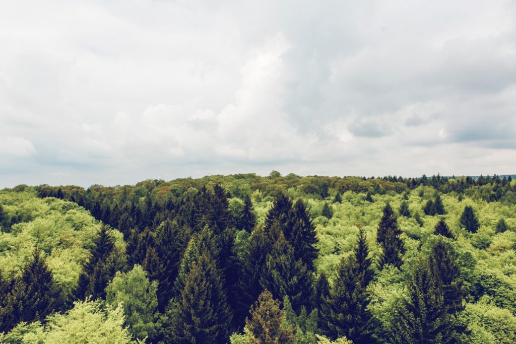 Die Fichte ist die häufigste Baumart im deutschen Wald Fichtenwald in Deutschland