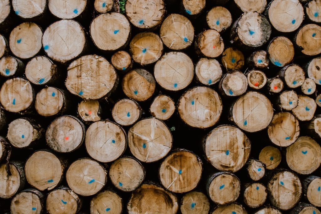 Viele Bäume werden für die Papierproduktion gefällt Baumstämme in einem Lager